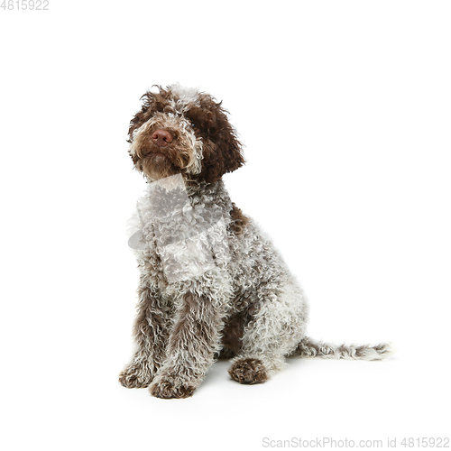 Image of beautiful brown fluffy puppy