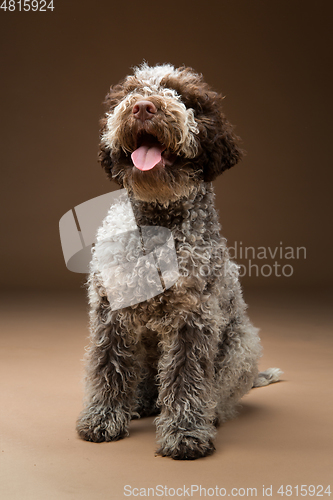 Image of beautiful brown fluffy puppy