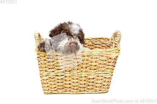 Image of beautiful brown fluffy puppy