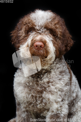 Image of beautiful brown fluffy puppy