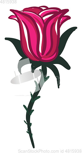 Image of A red rose branch vector or color illustration