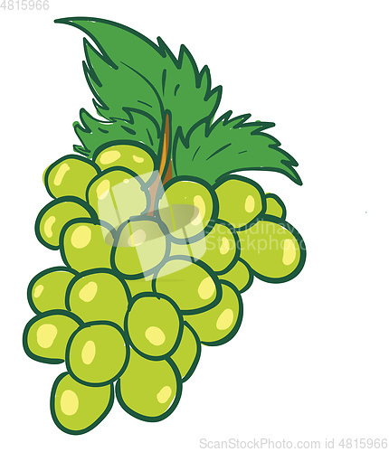 Image of A bunch of green grapes vector or color illustration