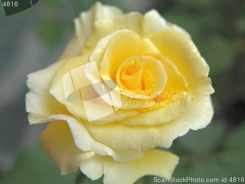 Image of Yellow Rose