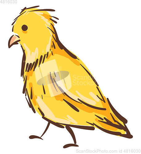 Image of Vector illustration of a yellow canary bird on white background.