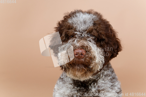Image of beautiful brown fluffy puppy