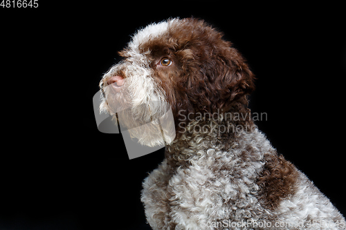 Image of beautiful brown fluffy puppy