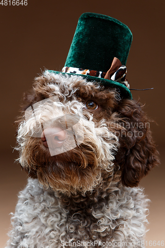 Image of beautiful brown fluffy puppy