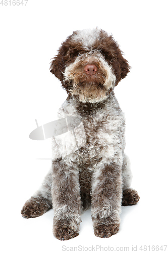 Image of beautiful brown fluffy puppy