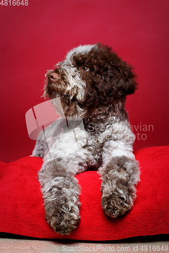 Image of beautiful brown fluffy puppy