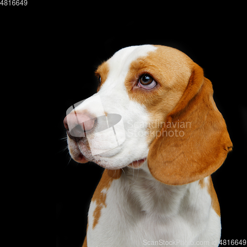 Image of beautiful beagle dog