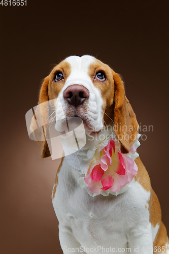 Image of beautiful beagle dog with flower