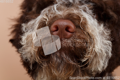 Image of beautiful brown fluffy puppy