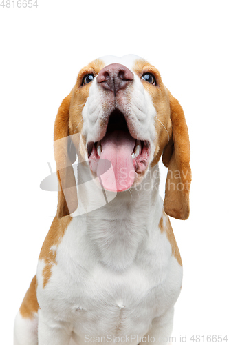 Image of beautiful beagle dog