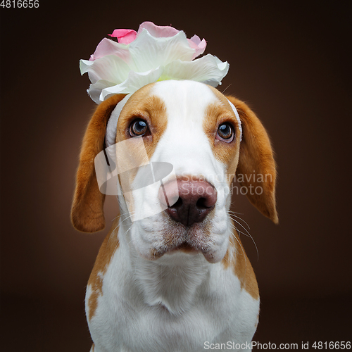 Image of beautiful beagle dog with flower