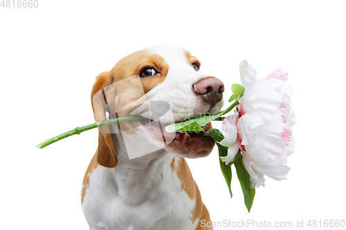 Image of beautiful beagle dog with flower