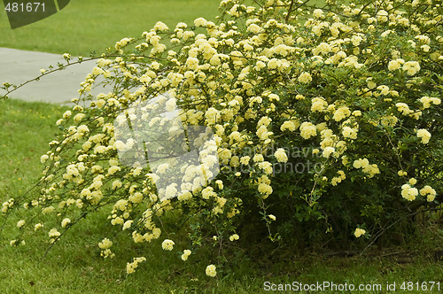 Image of Flowing Yellow shrub