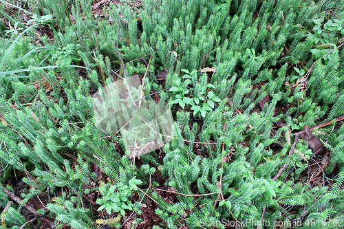 Image of brushwood of Hypnum cupressiforme in the forest