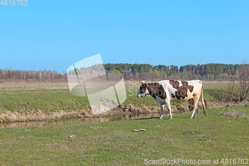Image of cows on the farm pasture