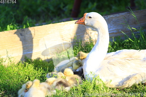 Image of goslings with goose