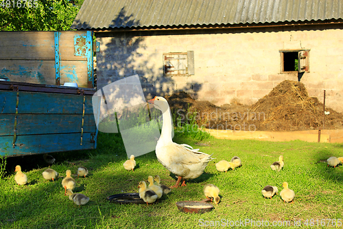 Image of goslings with goose on the grass of yard