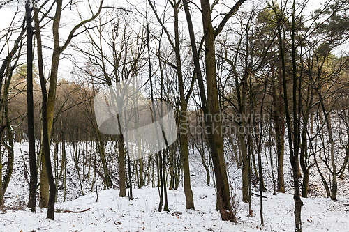 Image of Tree branches in the snow