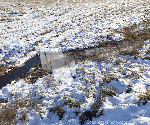 Image of Grass under the snow