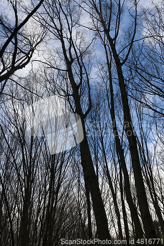 Image of Maple forest in autumn