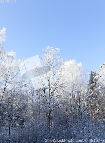 Image of Frost in the trees