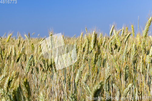 Image of mature cereal, close-up