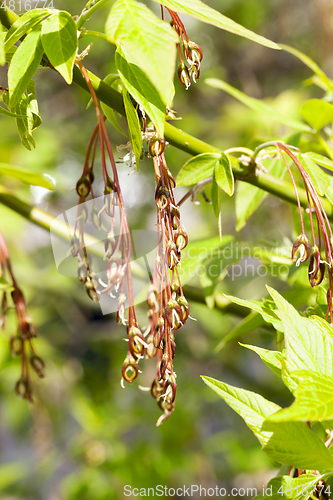 Image of maple blossom