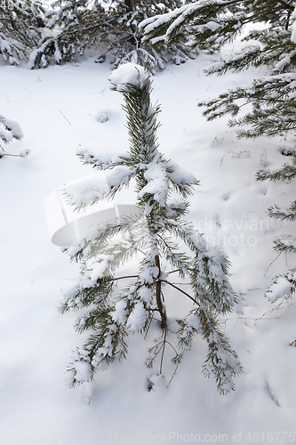 Image of Forest in winter