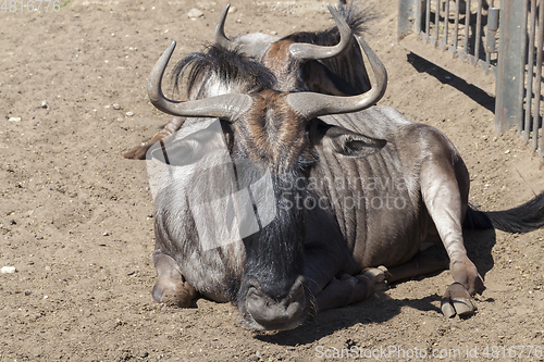 Image of Antilopa in zoo