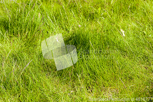 Image of green grass