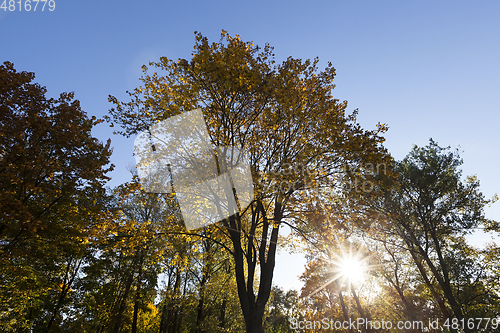 Image of Yellow foliage, autumn