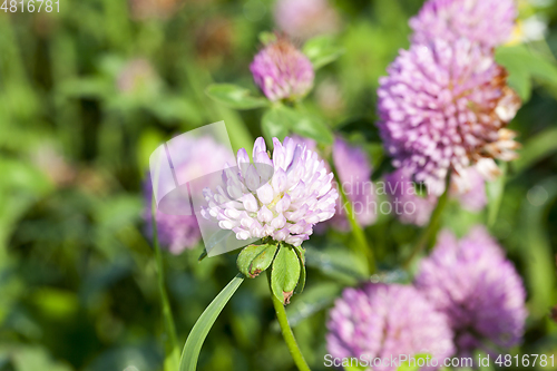 Image of Red clover, field