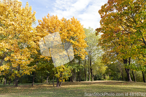 Image of yellowed maple trees in autumn