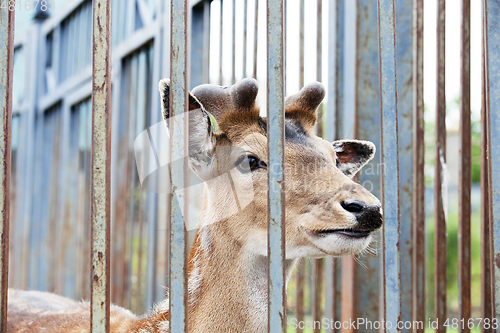 Image of Animals in the zoo