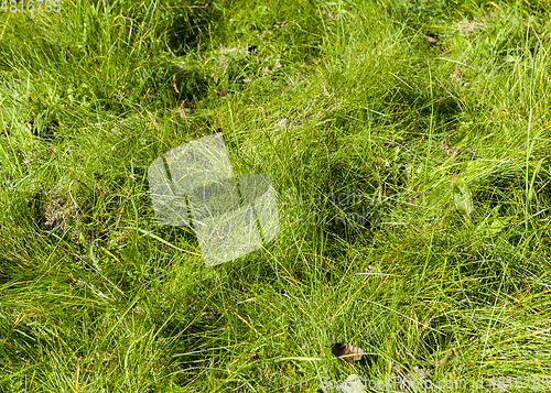 Image of Green grass, close-up