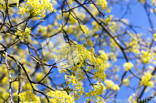 Image of flowering maple tree