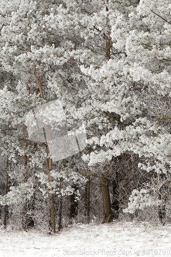 Image of Needles in the frost