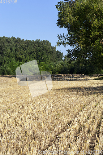 Image of harvesting barley