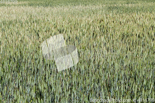 Image of Field with cereal