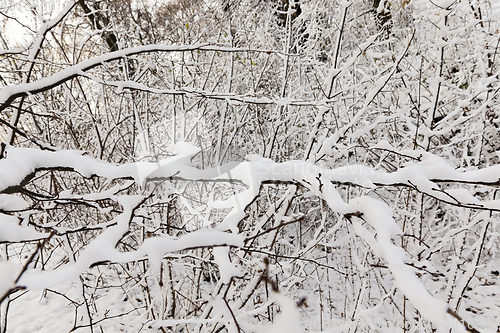 Image of Trees under the snow