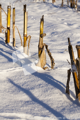 Image of Snow drifts in winter