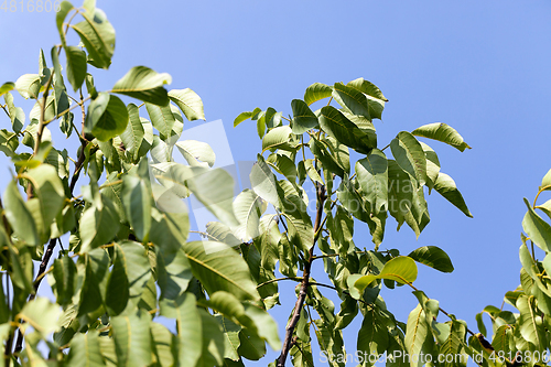Image of Top of a tree, close-up