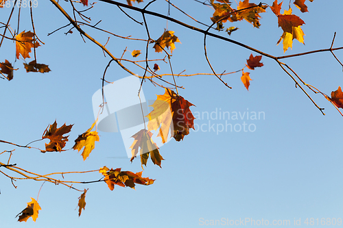 Image of Yellow foliage, autumn