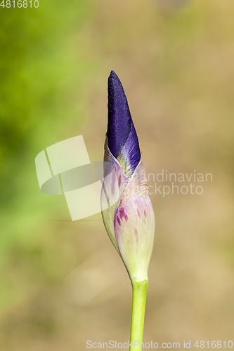 Image of Single iris