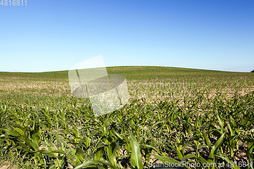 Image of Field of green corn