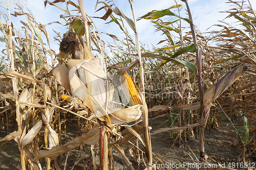 Image of Ripe corn in the field