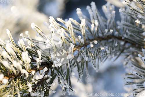 Image of Pines in the frost